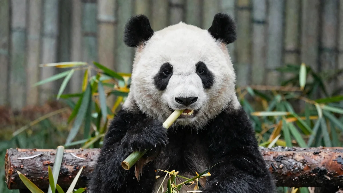 Chengdu: A Local's Guide to the Land of Pandas & Hotpot