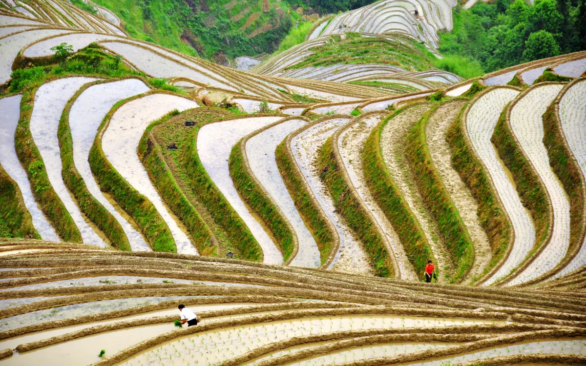 Green terraced rice fields at Longji