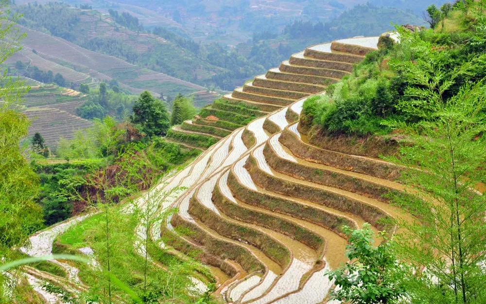 Longji Rice Terraces cascading down the mountainside