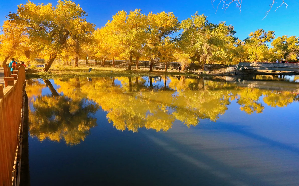 Poplar forest in golden autumn colors