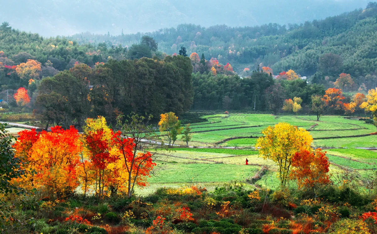 Tachuan village surrounded by autumn red leaves in the Huangshan region