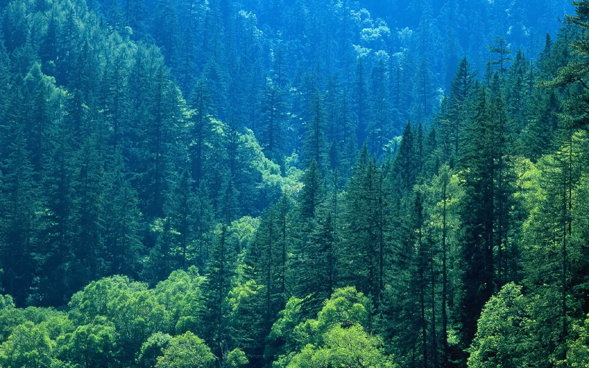 Panda Lake surrounded by dense bamboo forest, water shifting from deep blue to pale turquoise