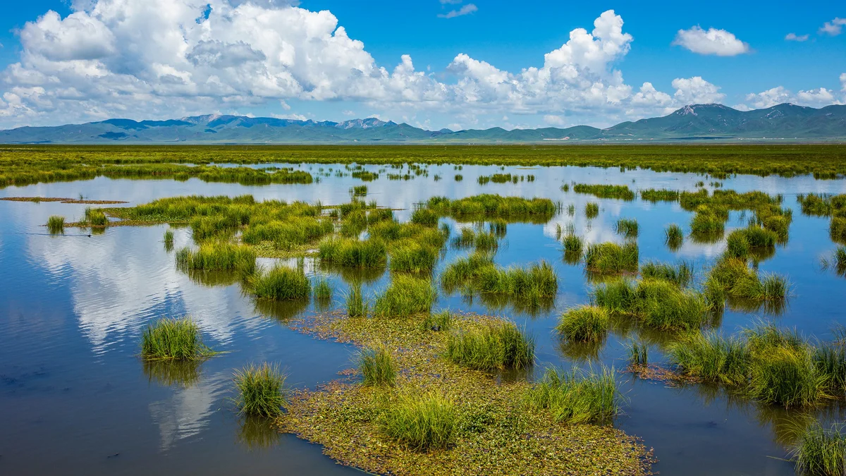 Ruoergai flower lake with grassland and mountain backdrop