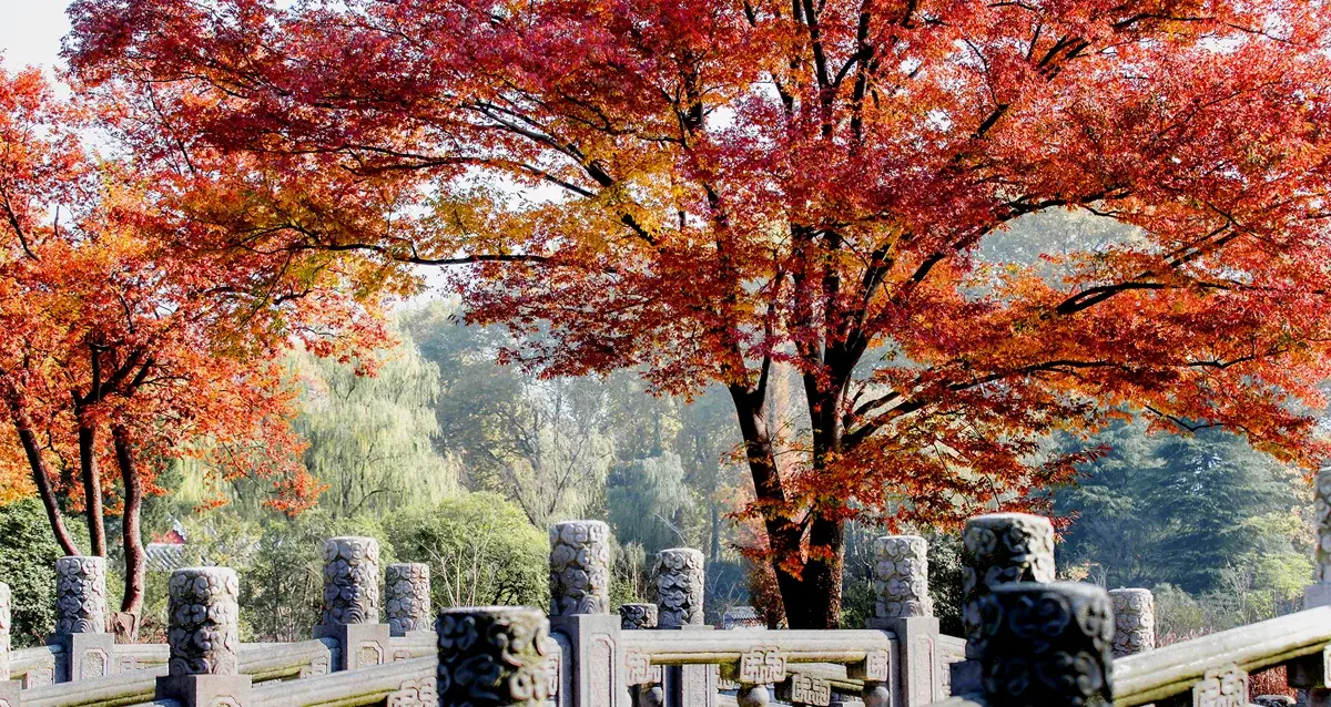 Autumn leaves in brilliant red and golden hues at Ming Xiaoling Mausoleum