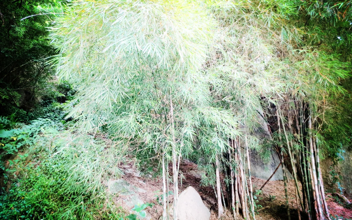 Railway Cultural Park with old railway tracks and green tunnel